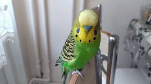 Волнистый Попугай разговаривает 🐦 Попугай говорит 🐦 Домашний питомец 🐦