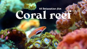 Coral Reef (Коралловые рифы) - 4K - Relaxation Film With Calming Music
