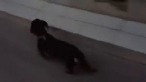 Сороконожка