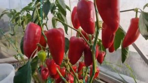 Перец ЛАСТОЧКА сладкий