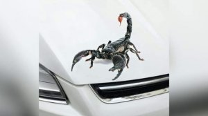 Tushda CHAYON ko'rsa nima bo'ladi❓🦂