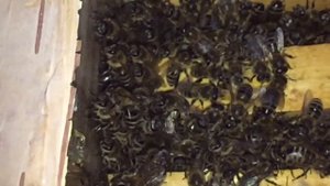 ЗИМОВКА МИКРОНУКЛЕУСА ( среднерусские пчелы ) часть З