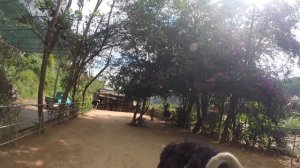 Верхом на страусе