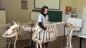 Плоскости и направления на теле животного