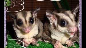 Сахарные поссумы