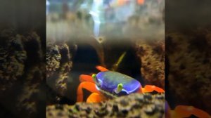 Аквариумные пресноводные "радужные крабы". Аквариум в магазине: Москва, улица Миклухо-Маклая, дом 5