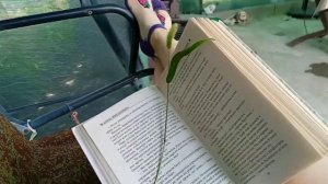 Алекс Михаэлидес "Безмолвный пациент"