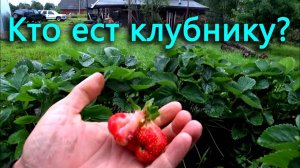 Конкуренция за клубнику. Как обстоят дела в огороде.