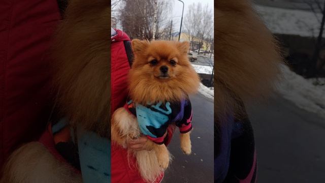 На ручках гулять удобнее 😄