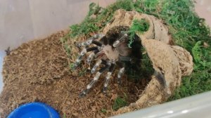 Nhandu Chromatus за трапезой