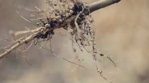 Эффективность на практике: как повысить содержание протеина в семенах сои. Опыт ЗАО «Надежда»