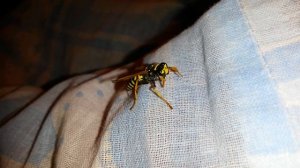 Оса - деловая колбаса