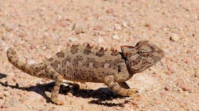 flora y fauna del valle de los cirios смотреть онлайн