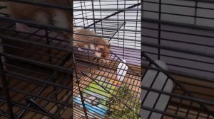 Дикие хомяки карбыши в клетке - VID20220611160206