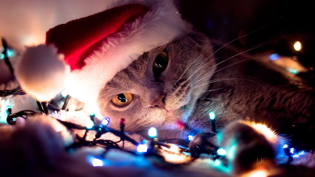 капитошки NEWS(#1) смотреть онлайн