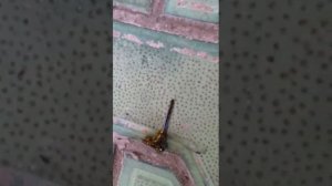 Оса против стрекозы