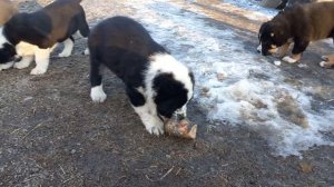 Бугай Алабай. Первый трофей.