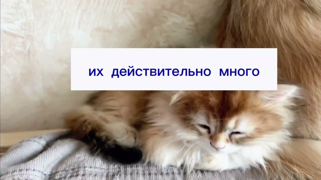 ЗОЛОТЫЕ БРИТАНСКИЕ КОТЯТА В МОСКВЕ GOLDEN BRITISH BICOLOR CATS