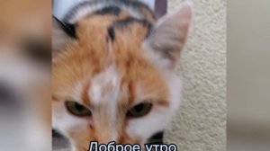ДОБРОЕ УТРО