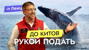 Увидеть китов: мечта ближе, чем кажется. Путешествие к Шантарским островам