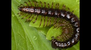 Многоножки