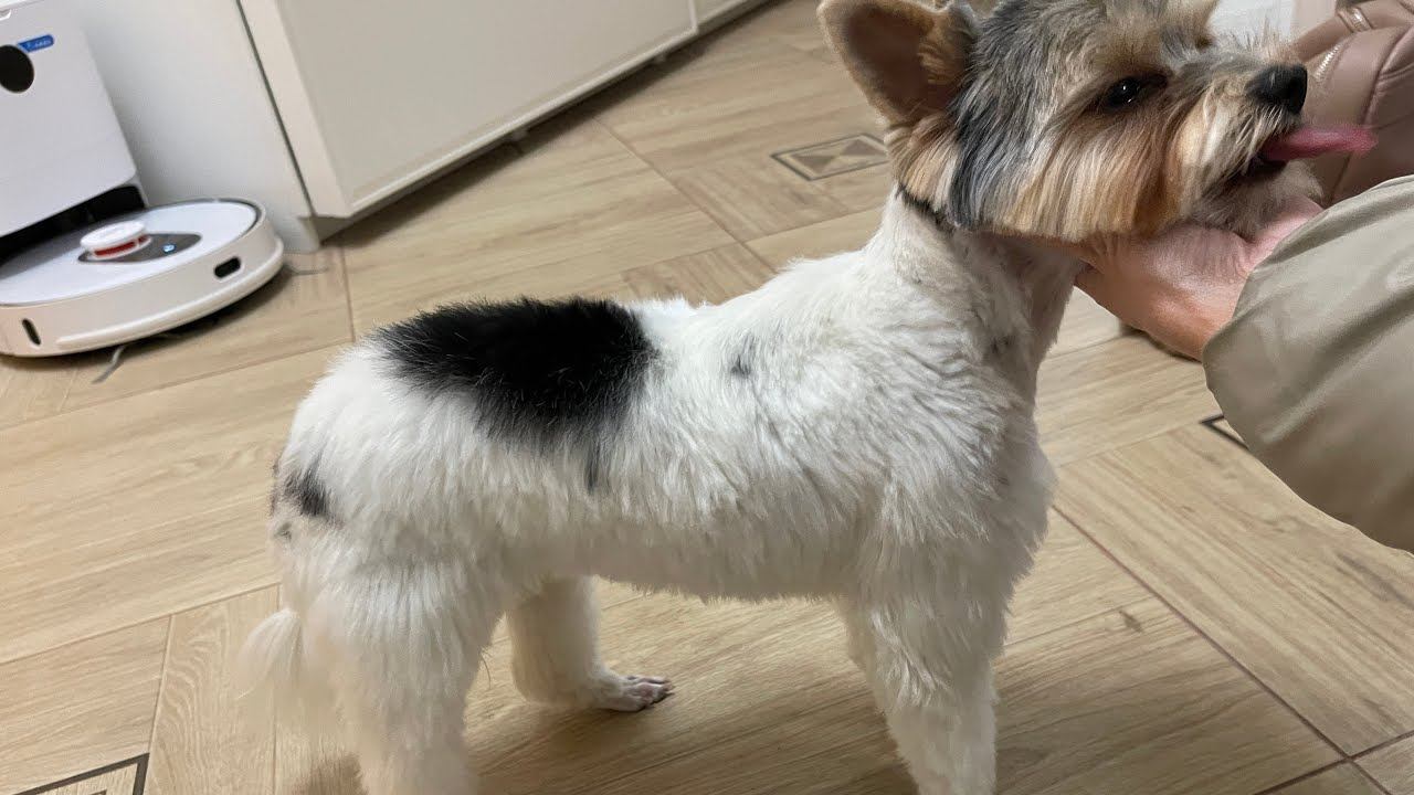 ВЛОГ Снова сплав / Подстригли Милку! 3-7.09.22 смотреть онлайн