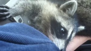 Baby raccoon nomming seatbelt