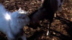 Козочка гермафродит