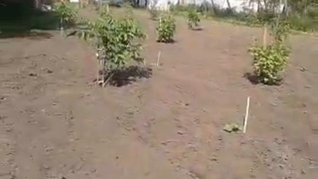 Травень 2 рік сорт идеал 0979569082 смотреть онлайн