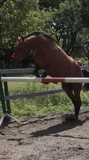 Учим лошадь прыгать