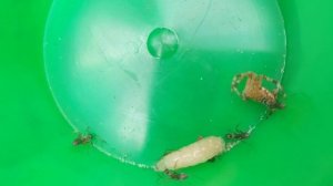 МУРАВЬИ против ПАУКА и ОПАРЫША кто кого СМЕРТЕЛЬНАЯ схватка ANTS vs. SPIDER and MAGGLY  DEATH MATCH