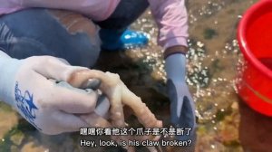 大浪把一條大帶魚拍上岸，被牛牛撿漏，太幸運了【牛牛趕海海鮮】