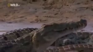 Взгляд изнутри Суперхищники  Нильский крокодил