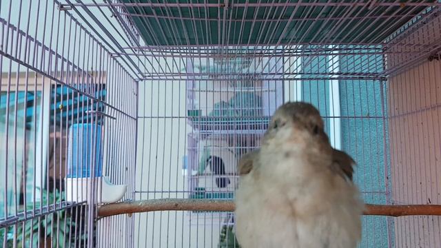 Соловей Хафиз Хофиз Hafiziy