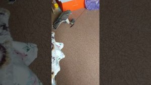 Комнатное содержание сокола пустельги Яси