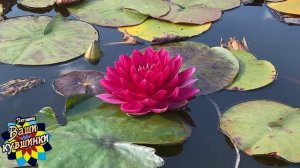 Нимфея Reine du bal (Королева бала) кувшинка, waterlily, водные растения, пруд