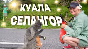 Малайзия Селангор Светлячки и Лангуры добрые обезьяны