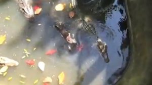 Feeding a Crocodile in Ko Samui, Thailand (2009)