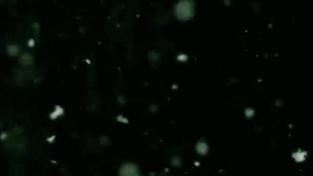 ВСЕ ВИДЫ СИРЕНОГОЛОВОГО. ТАЙНЫ СИРЕНОГОЛОВОГО.