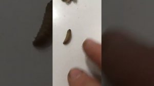 Личинка восковой моли  санитар пчелиной семьи The larva of the wax moth is the nurse of the bee fa