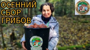 ОСЕННИЙ СБОР ГРИБОВ. ПОДОСИНОВИК СО ВСЕХ СТОРОН.  тихая охота и старое место.