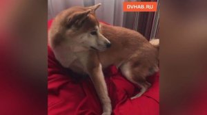 Понимать по-японски научила своего любимого питомца хабаровчанка