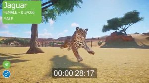 Male Jaguar vs Female Jaguar Speed Race in Planet Zoo Male vs FEMALE