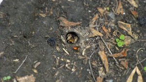 Паук в огороде spider