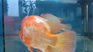 Цитроновая цихлазома