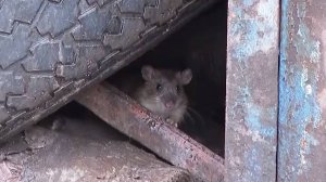 Жители сразу нескольких районов Красноярска жалуются на нашествие крыс во дворах