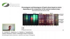 Microbiological plant protection: selection and study of bioagents