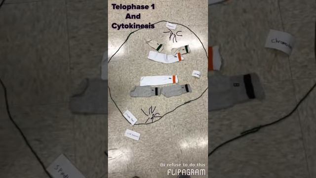 Meiosis: 1 & 2