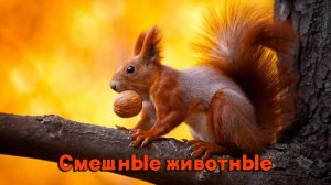 Смешные животные | Смех до слез | Подборка приколов !