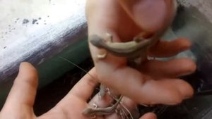 Наши Ящирицы родили